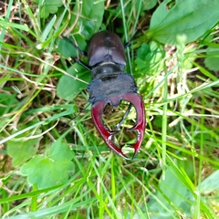 Lucanus cervus