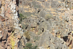 Neophron percnopterus