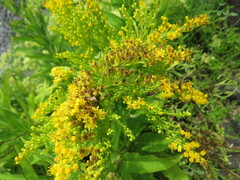 Solidago azorica
