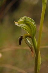 Pterostylis gibbosa