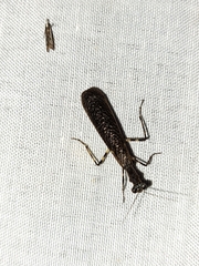 Pseudomiopteryx infuscata