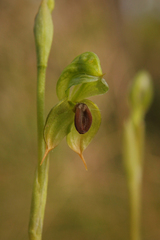 Pterostylis gibbosa
