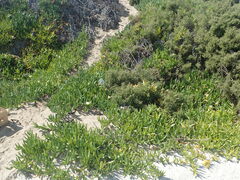 Carpobrotus edulis