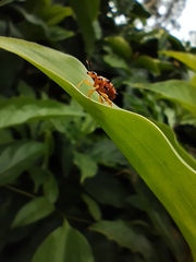 Agomadaranus