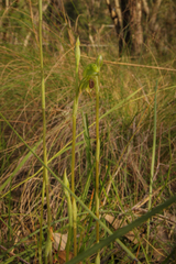 Pterostylis gibbosa