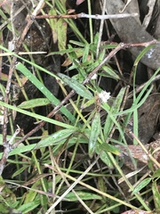 Opercularia hispida