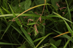 Persicaria minor