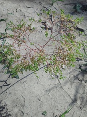 Euphorbia stricta