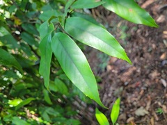 Castanopsis carlesii