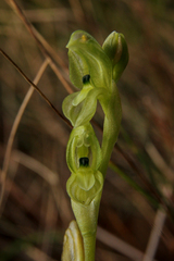 Pterostylis bicolor