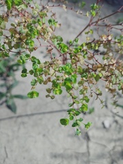 Euphorbia stricta