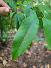 Castanopsis carlesii