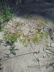 Euphorbia stricta