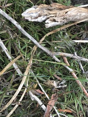 Opercularia hispida