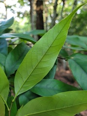 Castanopsis carlesii