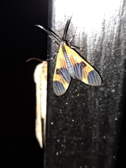 Dycladia correbioides