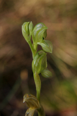 Pterostylis bicolor