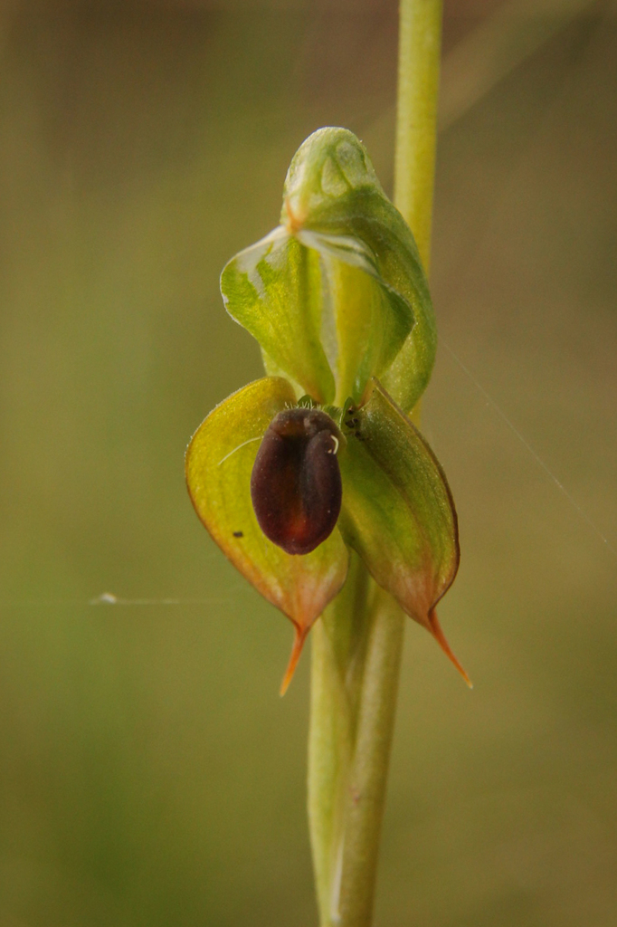 Pterostylis gibbosa