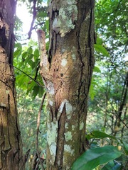 Castanopsis carlesii