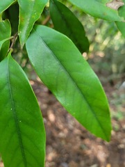 Castanopsis carlesii