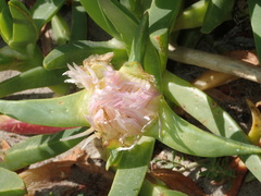 Carpobrotus edulis