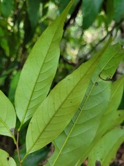 Castanopsis carlesii