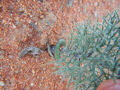 Eriospermum paradoxum