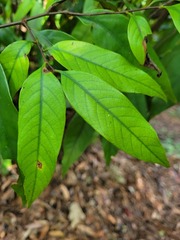 Castanopsis carlesii