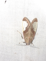 Bertholdia yashoquintela