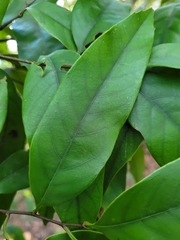 Castanopsis carlesii