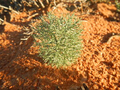 Eriospermum paradoxum