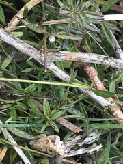 Opercularia hispida