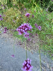 Verbena bonariensis