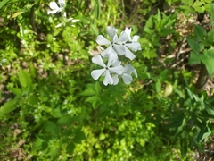 Phlox