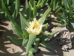 Carpobrotus edulis