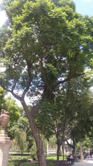 Jacaranda mimosifolia