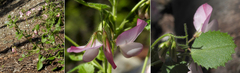 Ononis rotundifolia