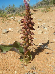 Lachenalia