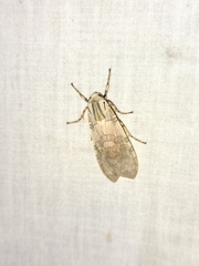 Halysidota