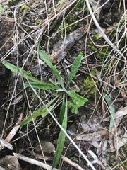 Senecio prenanthoides