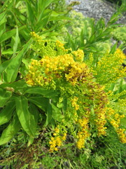 Solidago azorica
