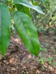 Castanopsis carlesii