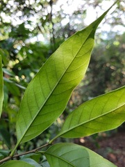 Castanopsis carlesii