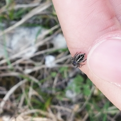 Pellenes tripunctatus