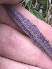 Senecio prenanthoides