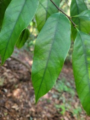 Castanopsis carlesii