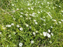 Stellaria angustifolia