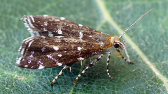 Prochoreutis ultimana