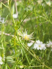 Stellaria angustifolia