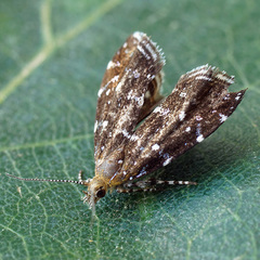 Prochoreutis ultimana